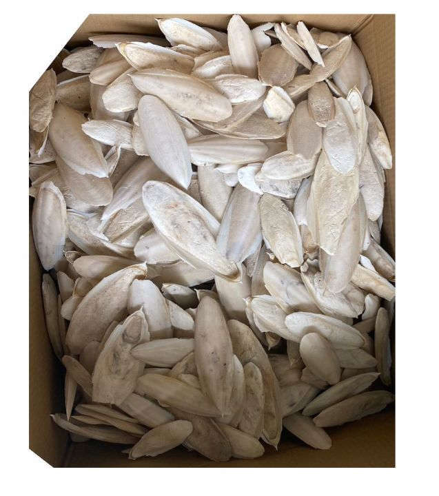 FİZZY MÜREKKEB BALIĞI KEMİK 2 KG