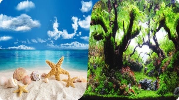 Plastik Poster Deniz Bitki 50cm-15mt