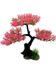 BONZAİ BİTKİ