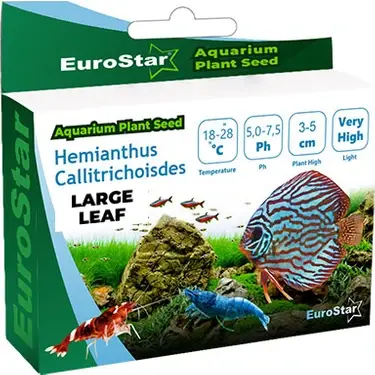 EuroStar Bitki Tohum Large Leaf Base Plant