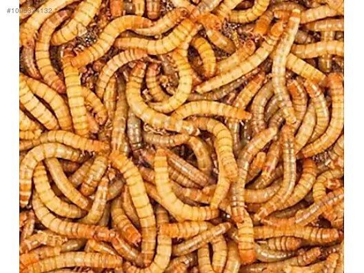 UN KURDU 500 GR