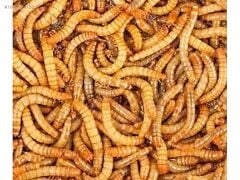 UN KURDU 500 GR