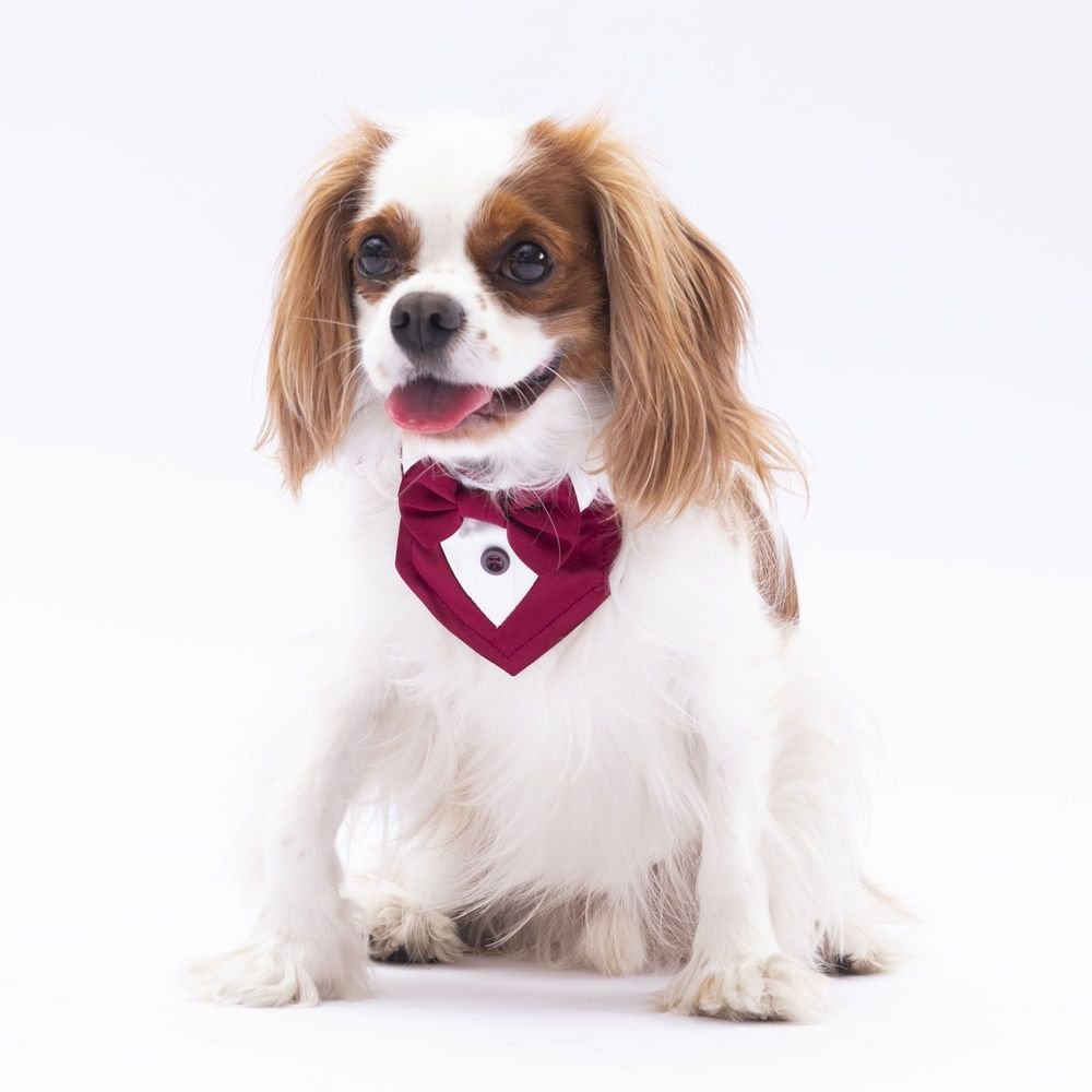 PAWSTAR BORDO SMOKİN FULAR 1