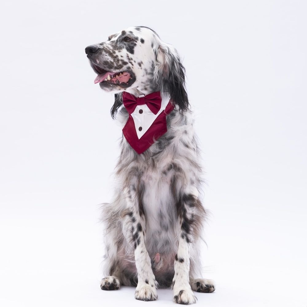 PAWSTAR BORDO SMOKİN NO 2