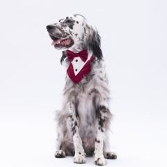 PAWSTAR BORDO SMOKİN NO 2