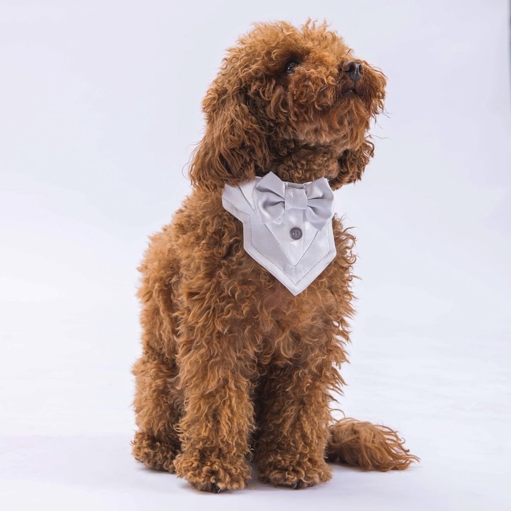 PAWSTAR GRİ SMOKİN FULAR 1