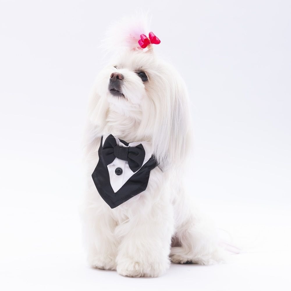 PAWSTAR SİYAH SMOKİN FULAR 1