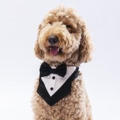 PAWSTAR SİYAH SMOKİN FULAR 2